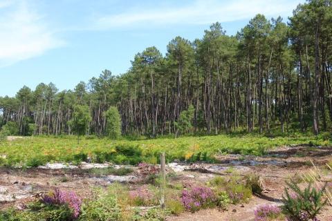 Landes de Gascogne